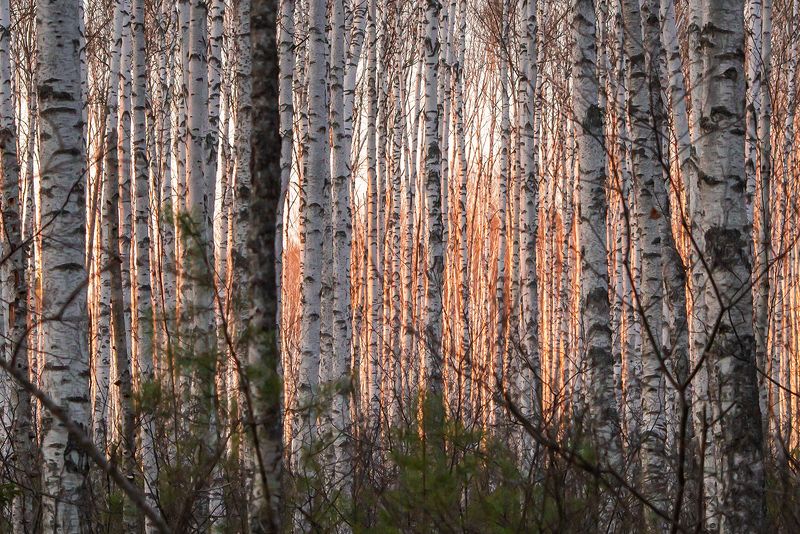 мещёра, рязанская область, березы, сосны, весна, сосновый лес, березовая роща, мох Pro ритмы весеннего лесаphoto preview