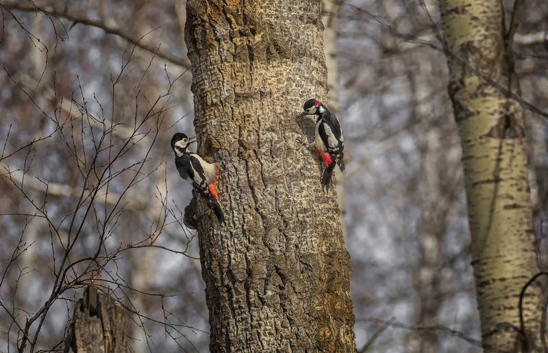 птица, дятел, весна, игры..photo preview