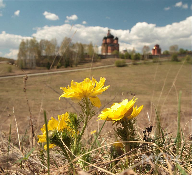 пейзаж весна май башкортостан Адонис цвететphoto preview