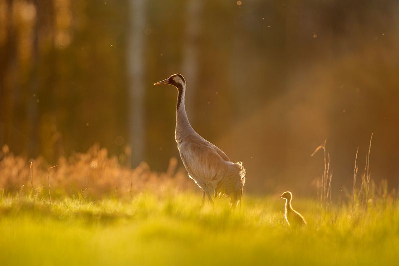 New lifephoto preview