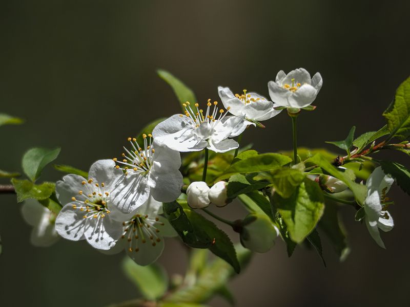 цветениеphoto preview