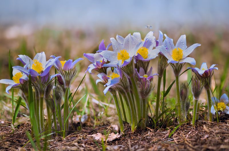 сон-трава весенние хороводы фото превью