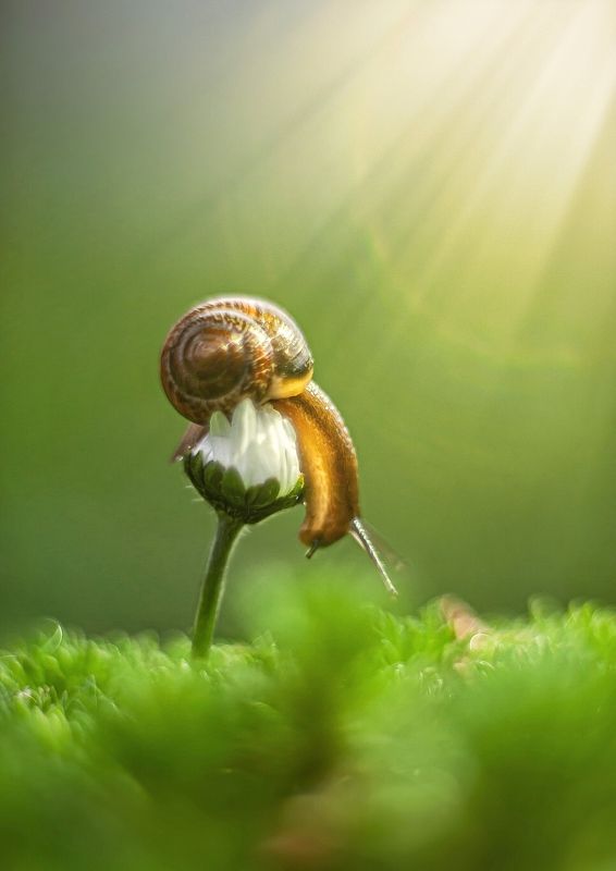 Солнечная ныряльщицаphoto preview