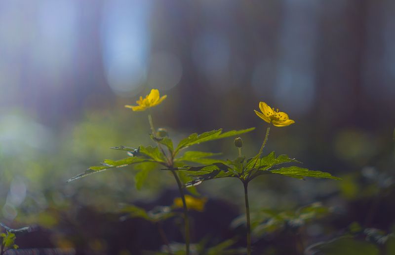 кострома,весна,цветы,лес Весна,весна...photo preview