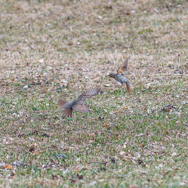 Спорphoto preview