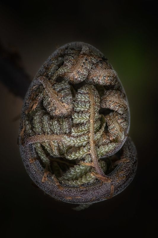 Коротко о динозаврах...photo preview