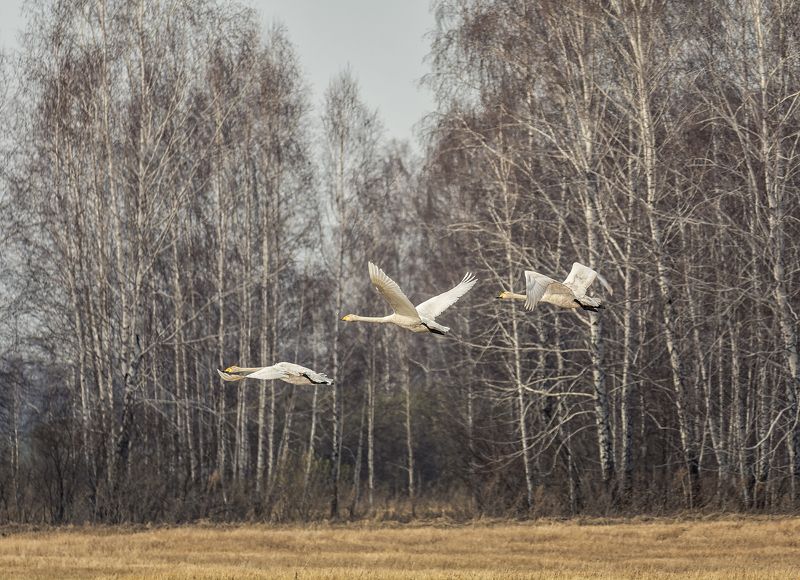 птица, лебедь кликун, полёт, весна, полёт..photo preview