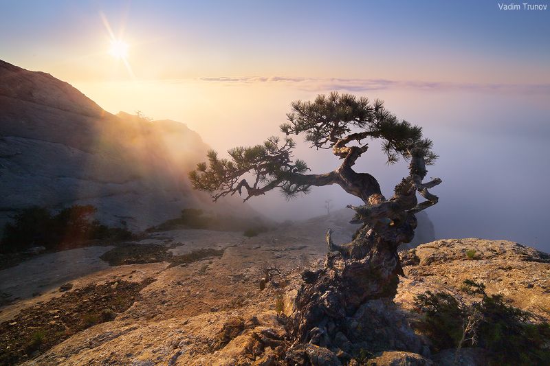 крым, сосна Выросшая на камне, закрученная ветрами фото превью