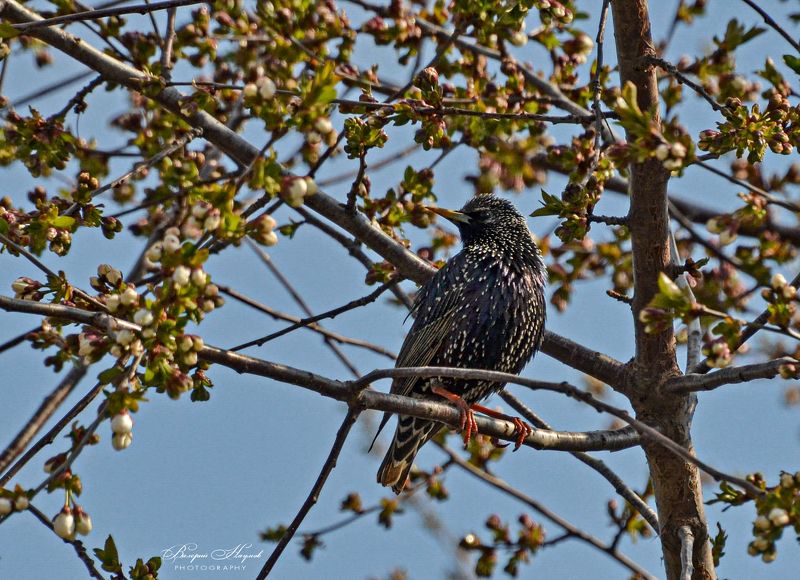 весна, май птица, скворец Певец весныphoto preview
