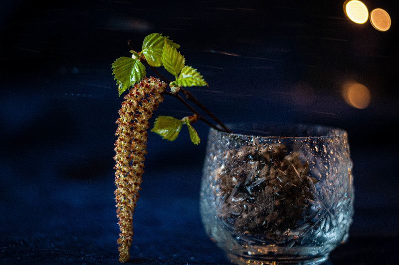 листья, натюрморт, гелиос, макро, makro, nikon, spring, весна Первые листьяphoto preview