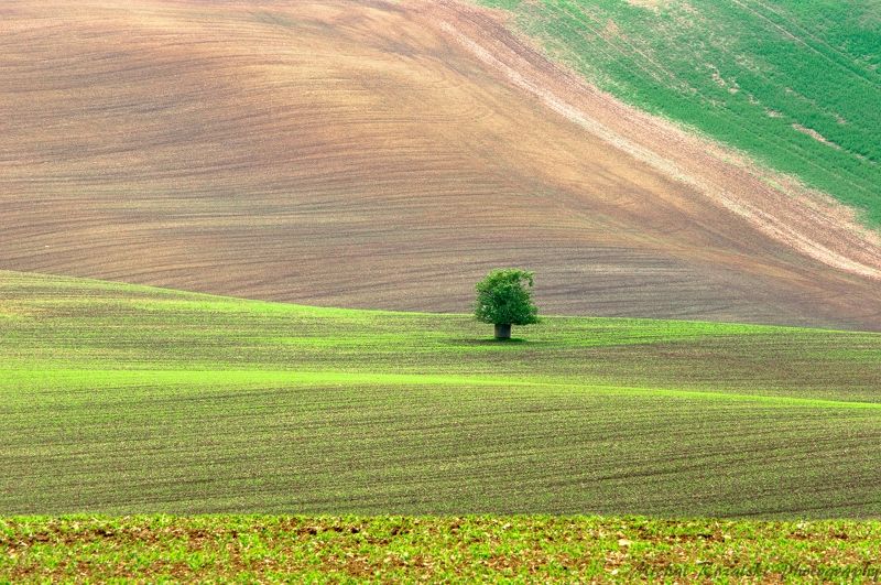 moravia, ,hills, ,spring, ,season, ,colors, ,tree, ,light, ,sunrise, ,fields, ,landscape, ,photography Moravian patchworkphoto preview