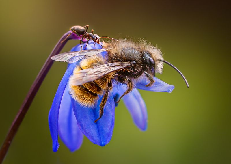 пчела, муравей, пролеска, макро Любопытный муравей и сонная пчелаphoto preview