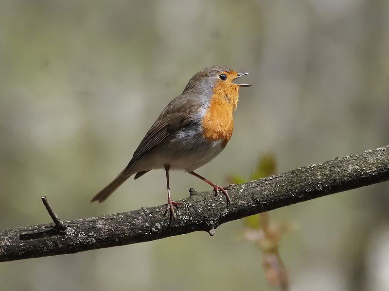 песенка зарянкиphoto preview