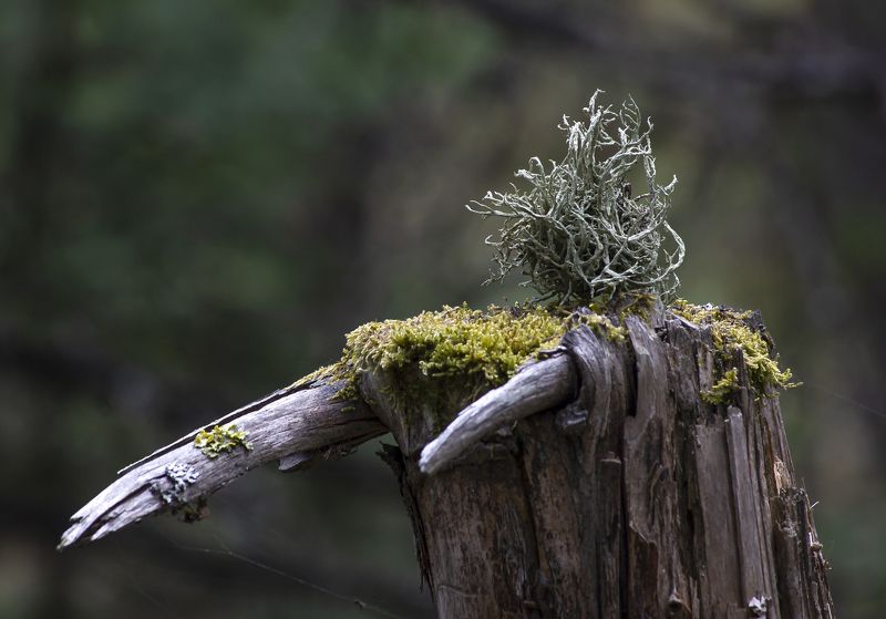 природа,лес,деревья,пень,мох,лишайники Клыкастыйphoto preview