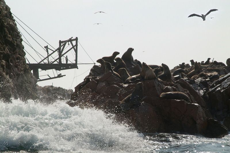 море, океан, берег, прибой, скала, тюлень, птица, волна, стихия, путешествие, приключение, шагнивнеизведанное Из цикла \
