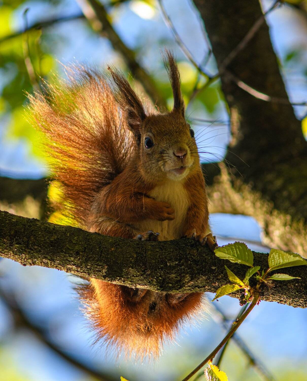 Squirrel. Автор: Mykhailo , Mykhailo