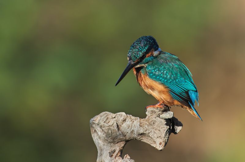 nature, wildlife, birds ***photo preview