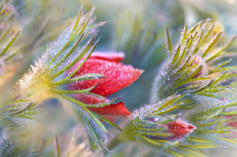 сон-трава, капли, макро Сон про сон-траву photo preview