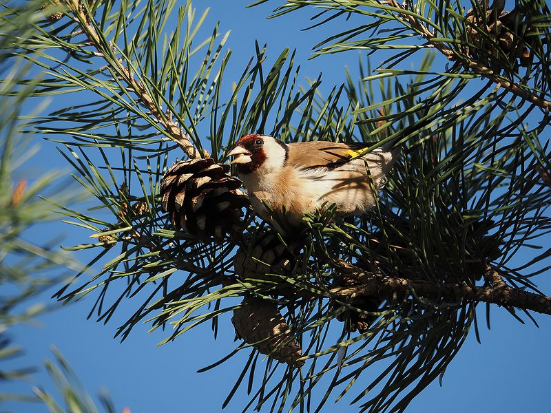 любитель шишекphoto preview