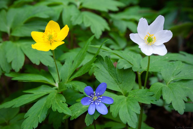 Trio фото превью