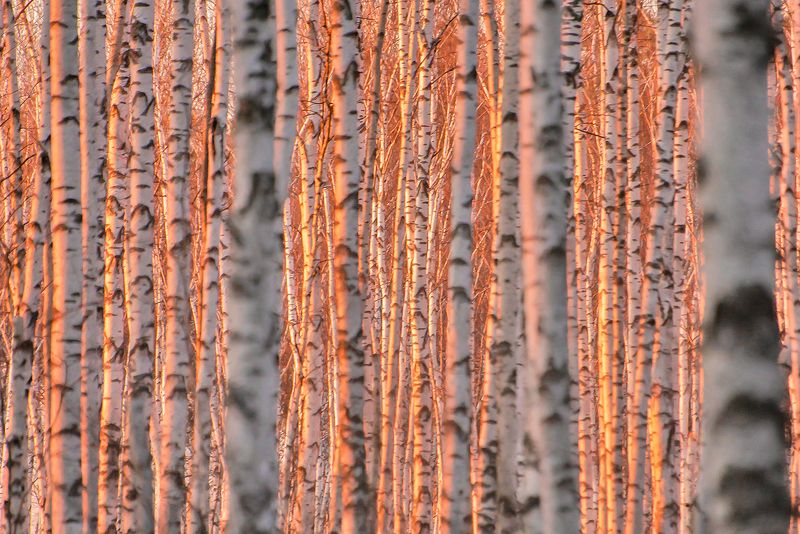 мещёра, рязанская область, березы, весна, закат, березовая роща Pro розовый вечер в стране березphoto preview