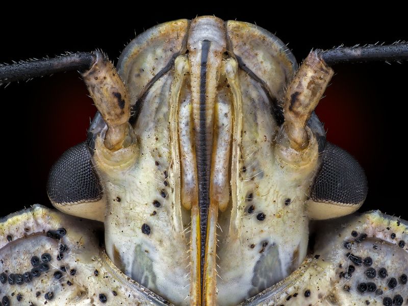 irass, waledzik, nat geo, olympus, close up, macro, extreme macro, макро Halyomorpha halys.photo preview