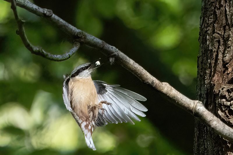 eurasian nuthatch; sittelle; sitta europaea; bird; sparrow; france; normandy Eurasian Nuthatchphoto preview