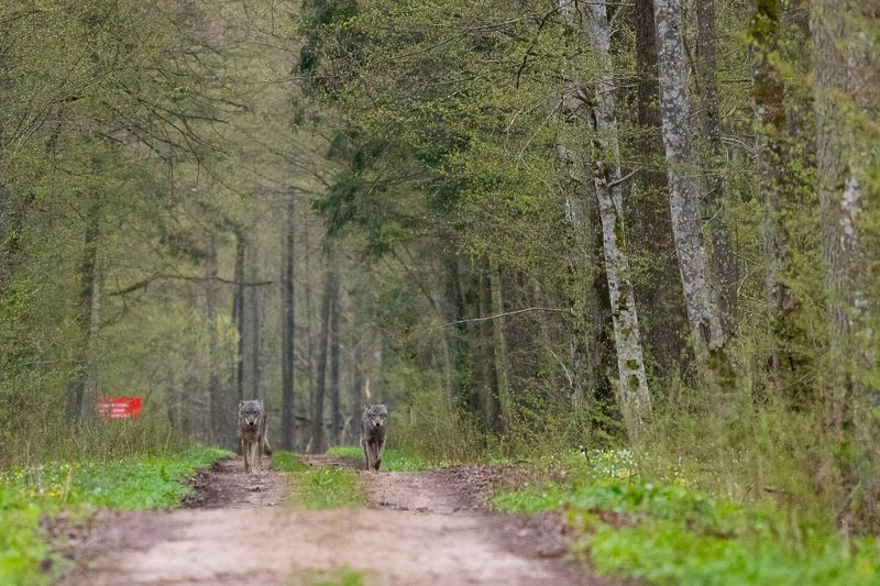 ssaki wilki wataha wadera basior dzika przyroda puszcza białowieska natura fauna  Wilkiphoto preview