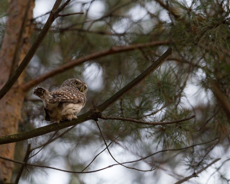 воробьиный сыч, воробьиный сычик, сычик, сыч, новосибирск, дендропарк Лесной охотник фото превью