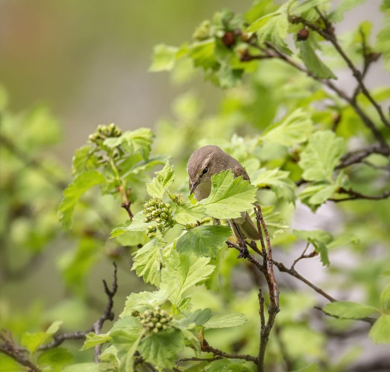 птица, пеночка теньковка, весна, охотник за вредителями.. фото превью