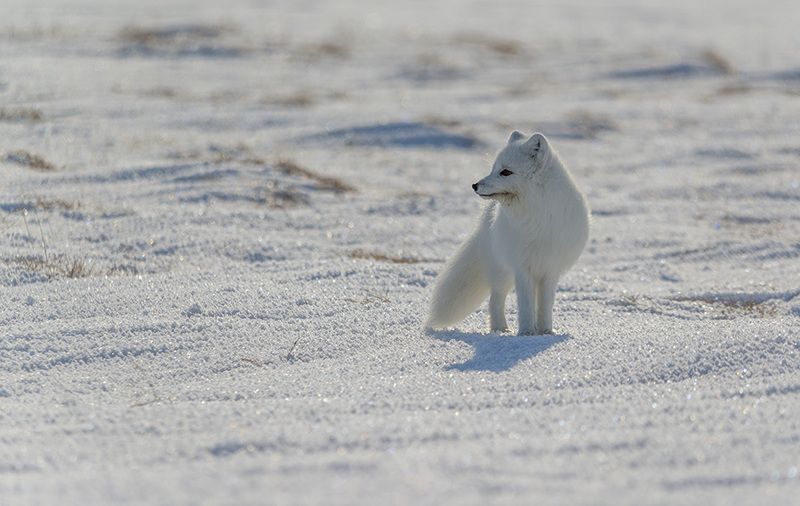 чукотка, арктика, песец белый, зима,снег ...photo preview