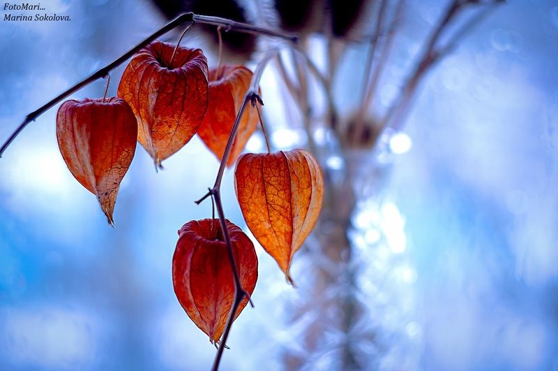 Про физалис...photo preview