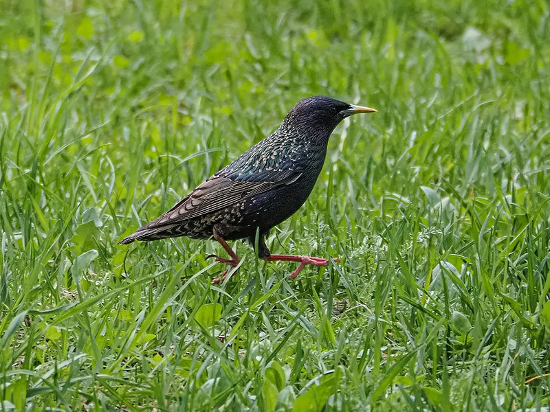 чудо левитации))photo preview