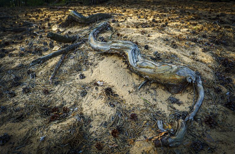 корниphoto preview