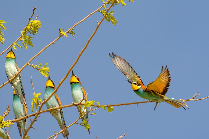 Хор и дирижер...photo preview