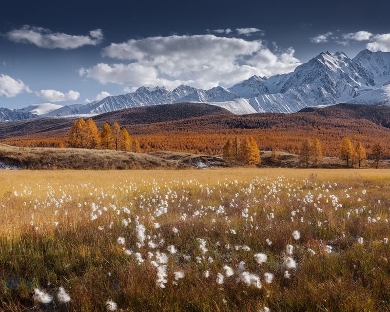алтай, ештыкель, осень Алтайская пушицаphoto preview
