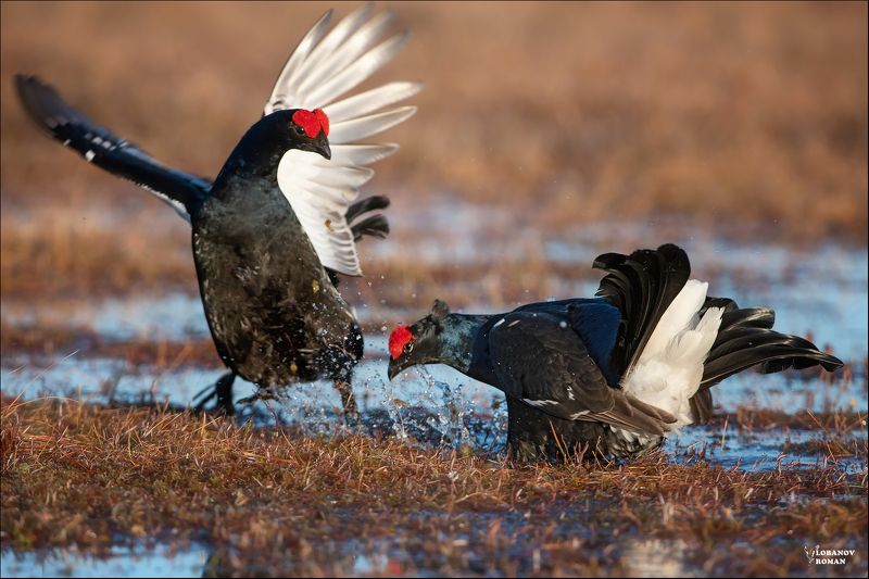 Промахнулся ...photo preview