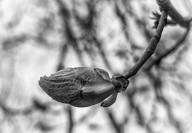 Черно белый каштанphoto preview