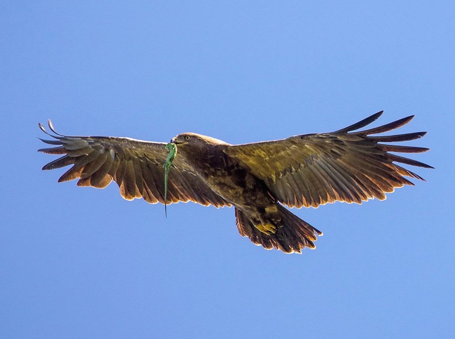 Малый подорлик. Автор: Хасан Журтов малый подорлик, Хасан Журтов