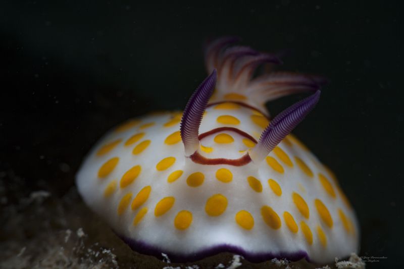 подводное фото подводный мир хургада египет жогло zhoglo красное море Скитлстрянкаphoto preview