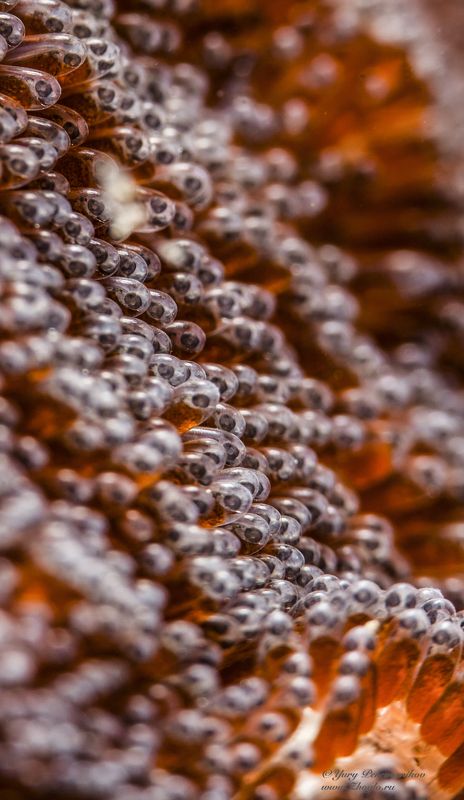 подводное фото подводный мир хургада египет жогло zhoglo красное море Будущееphoto preview