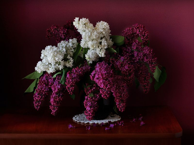 Сиреньphoto preview