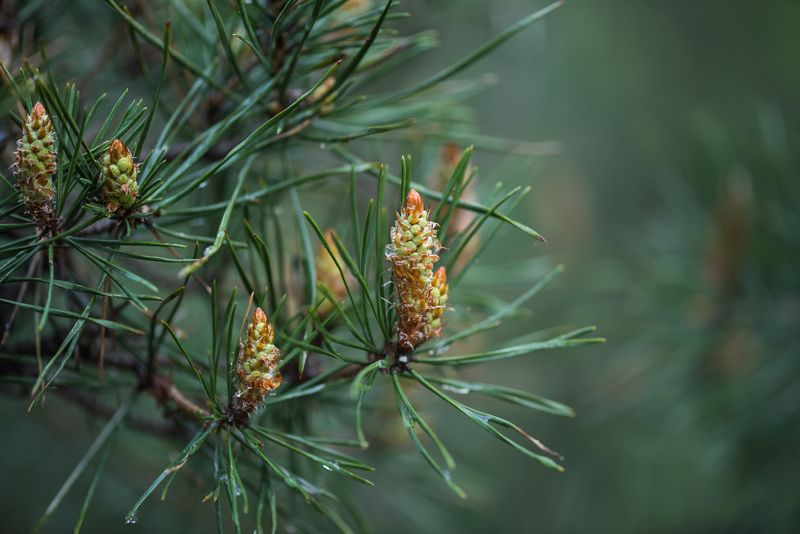 сосна И на соснах растут ананасы фото превью