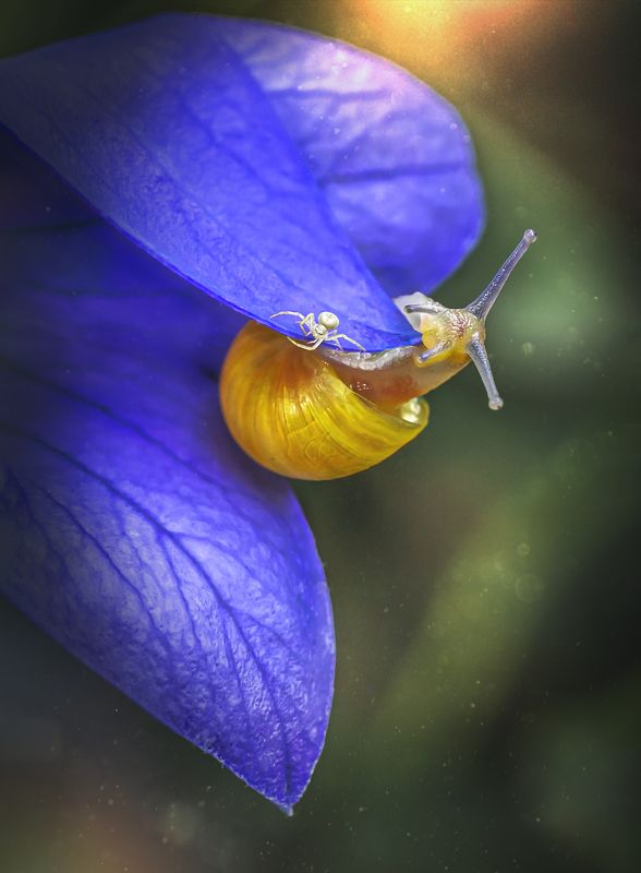 паук-краб, паук, улитка, макро Игры в пряткиphoto preview