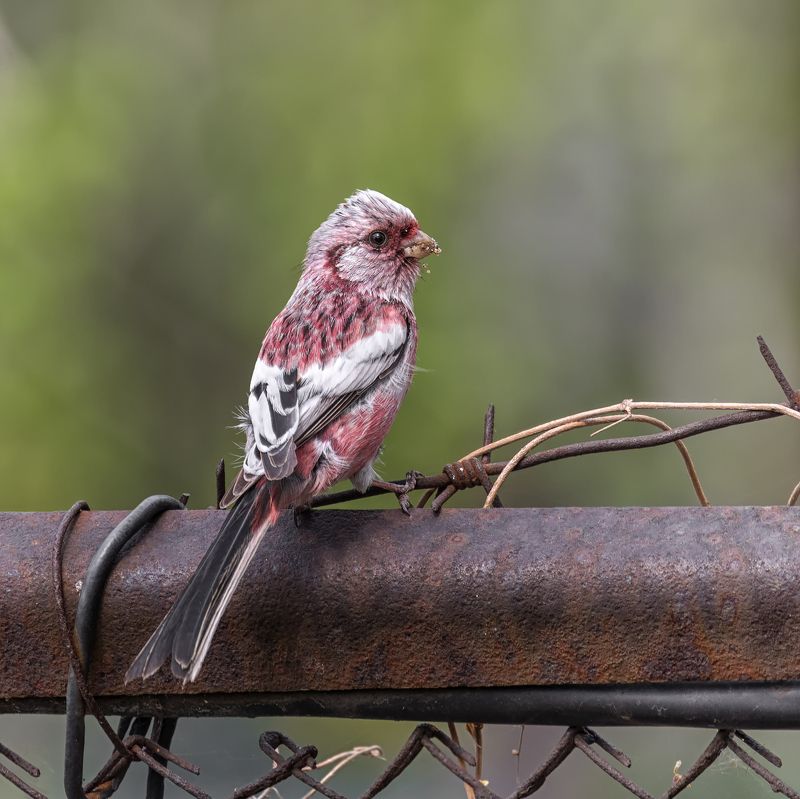 птица, урагус, самец, Урагус (самец). фото превью