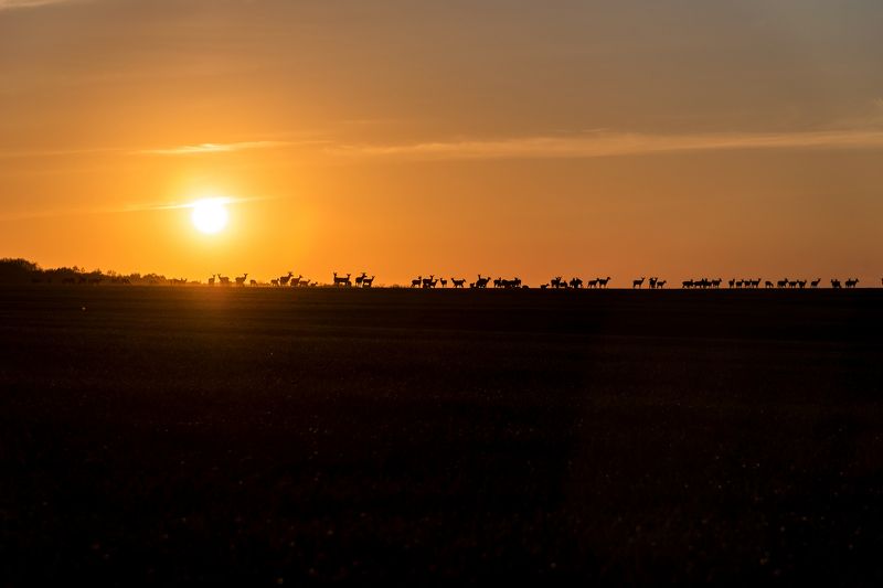 олени, закат Олениphoto preview