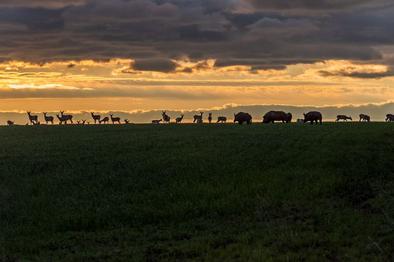 сафари Сафариphoto preview