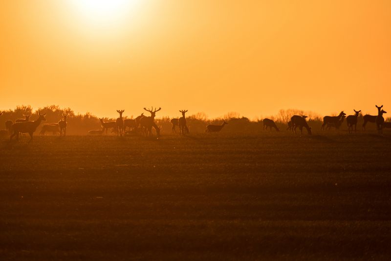 Олениphoto preview