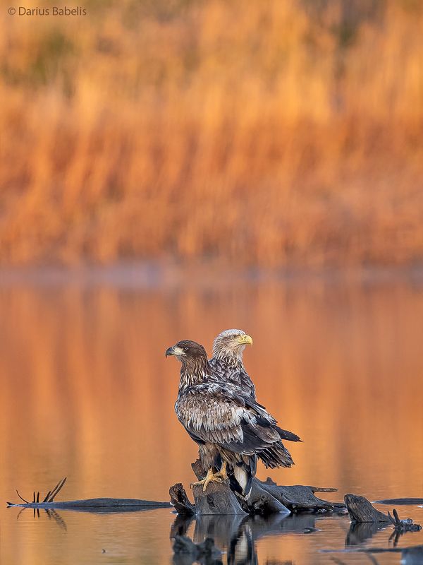 Орлан-белохвостphoto preview