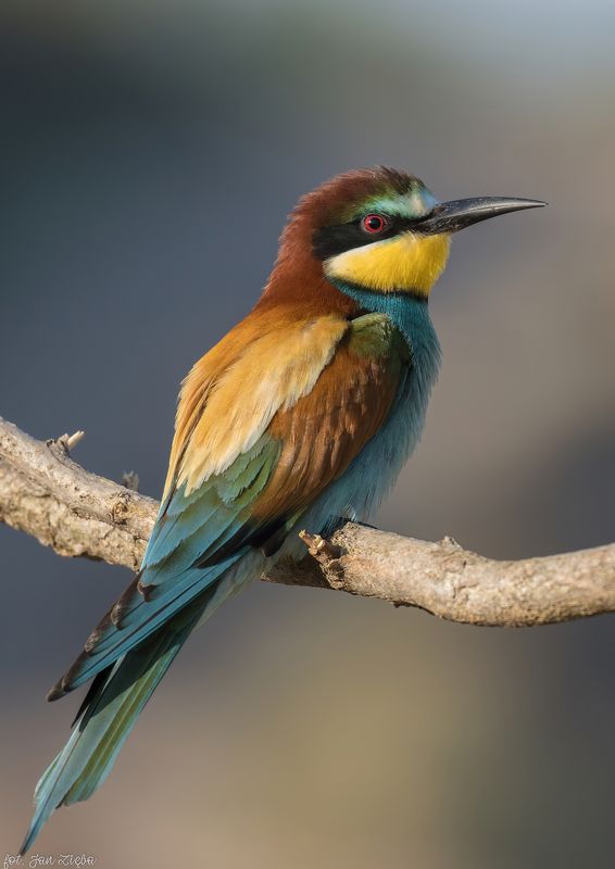 Clear beautyphoto preview